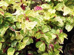 איריסין ססגוני צהוב מרושת